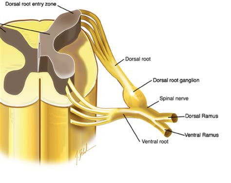 anterior primary rami|More.